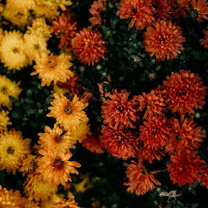 Meet your Posher, Lillyann